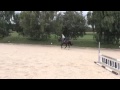 6 year gelding v Dimaggio hunter for sale