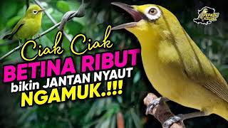 Ciak Ciak Kecial Kuning BETINA RIBUT Ampuh Bikin Kecial JANTAN NYAUT NGAMUK‼️| PEPADU KECIAL