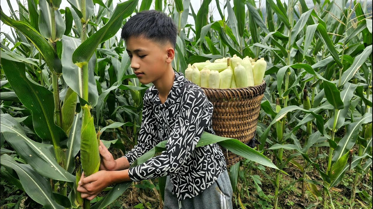 Nam's boy picks beautiful,delicious waxy corn to sell -Nam's life gradually recovers after the flood