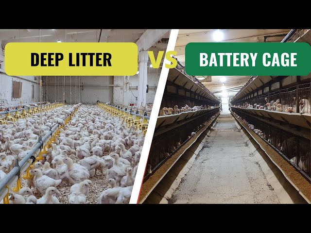 Deep Litter Or Battery Cage System? - Youtube