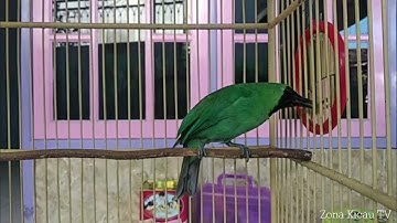 CUCAK IJO JEMBER GACOR BODY BIG.