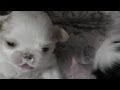 Japanese Chin puppies feeding - 21 days old in Close up HD