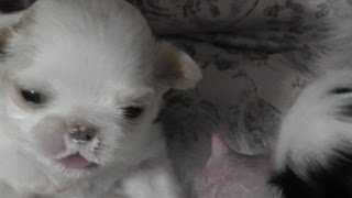 Japanese Chin puppies feeding  21 days old in Close up HD