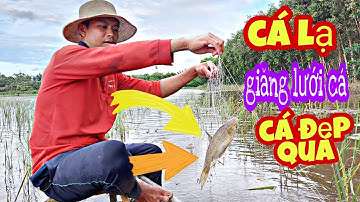 Giăng Lưới Cá Mùa Nước Nổi Trúng Ngay  Ổ Cá Mè Hoa | Thầy Thật Vlog