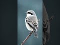 Northern Shrike Naturesounds Birdsound Landscapenature Forestbirds Northern Shrike Naturesounds Birdsound Landscapenature Forestbirds