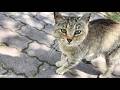 足早に挨拶に来てくれた人懐っこくて笑顔がとても可愛い猫ちゃん