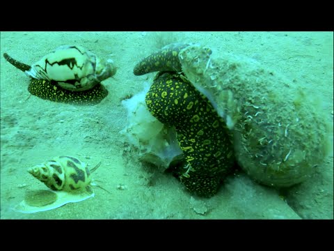 Video Lặn Biển Gặp Hàng Khủng Bên Những Gốc Chà 7 Hải Lý | P... - youtube