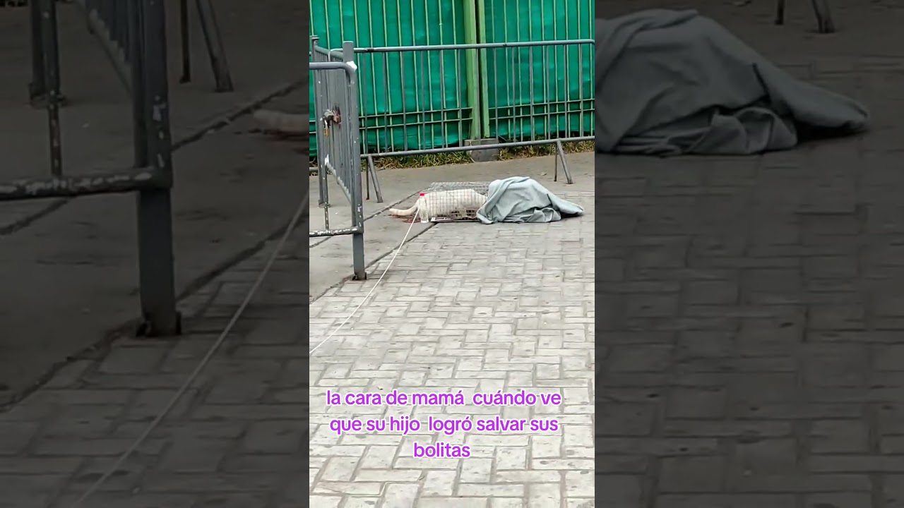 el gran Pericles 🤣🤣🤣 