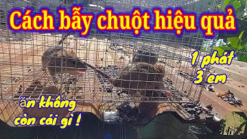 Cách bẫy chuột sống đơn giản hiệu quả/loại bẫy nào bắt được nhiều chuột/How to effectively trap mice