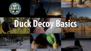 Duck Decoy Basics