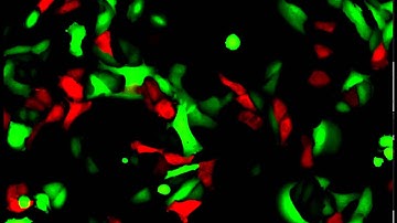U-2 OS expression mix 24 well_NanoEnTek
