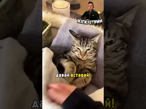 Муж с котом устроили спа!