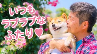 パパさんが大好きな柴犬の女の子♡ 相思相愛なふたりの微笑ましい姿に癒されて♪