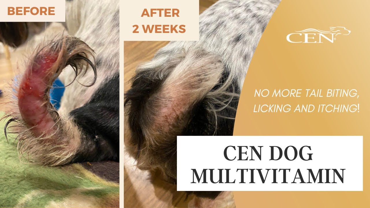 Multivitamin for dogs Ollie stopped chewing his tail! YouTube
