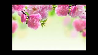 #مصحف القارئ ماهر شخاشيرو سورة الماعون