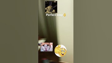 Perfect loop #beats #music #funny #cat #loop #trend #trending #viral #shortsfeed #shorts