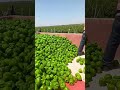 Capsicum harvesting #funny #shorts #kishan #123kishan #comedy #voiceeffects #kisan #duet