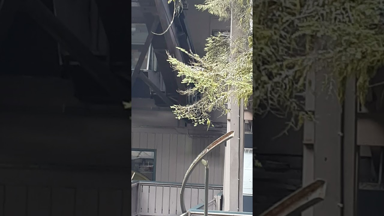 Visit to grouce mountain