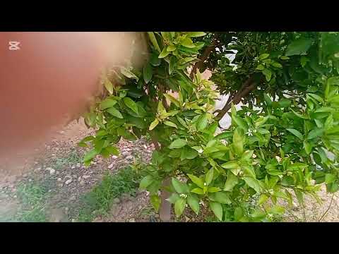 انا لله وانا اليه راجعون..وفاة قريب