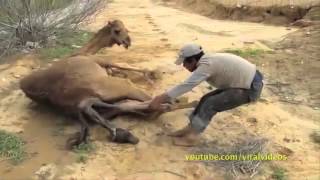 Youtube S Grossest Animal Births Halloween Special