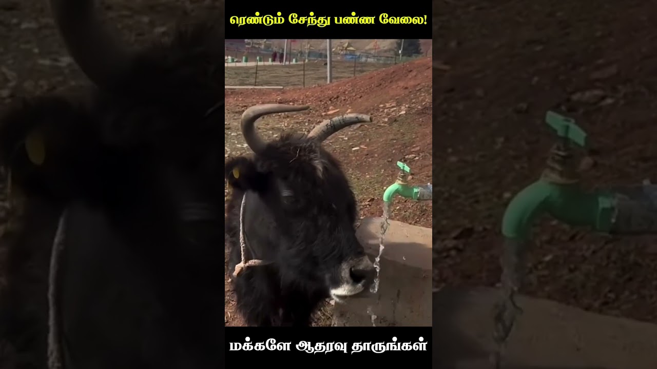 🤣ரெண்டும் சேந்து பண்ண வேலை!😂 animal mind voice comedy in Tamil# comedy voice #cat comedy #dog comedy