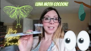 *LUNA MOTH COCOON HATCHING SERIES*