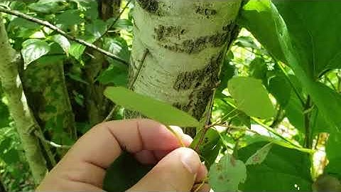 ID That Tree: Trembling Aspen