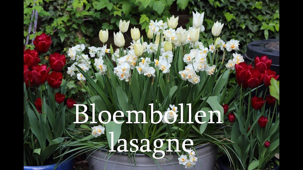 Bloembollen lasagne - YouTube Bloembollen Lasagne - Youtube
