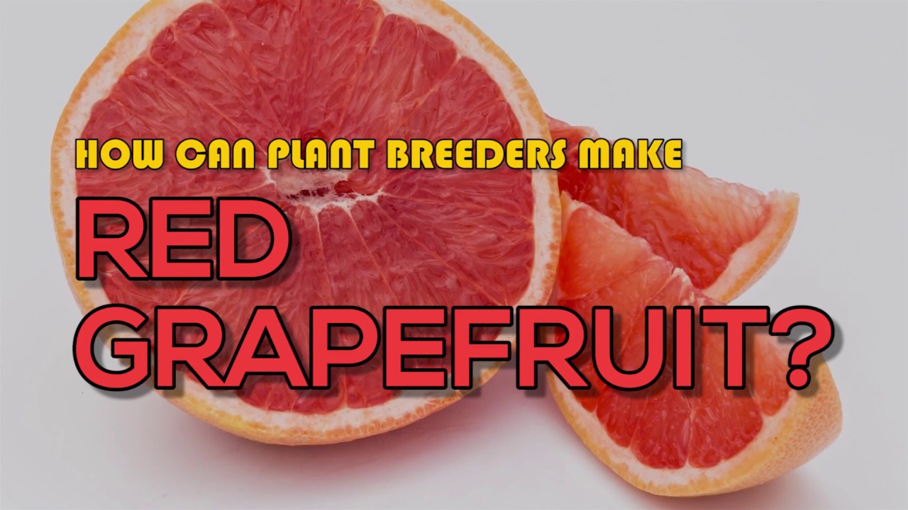 What Is Grapefruiting Mean Telegraph
