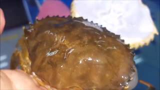 Transparent Membrane visible during the Crab Molting Process