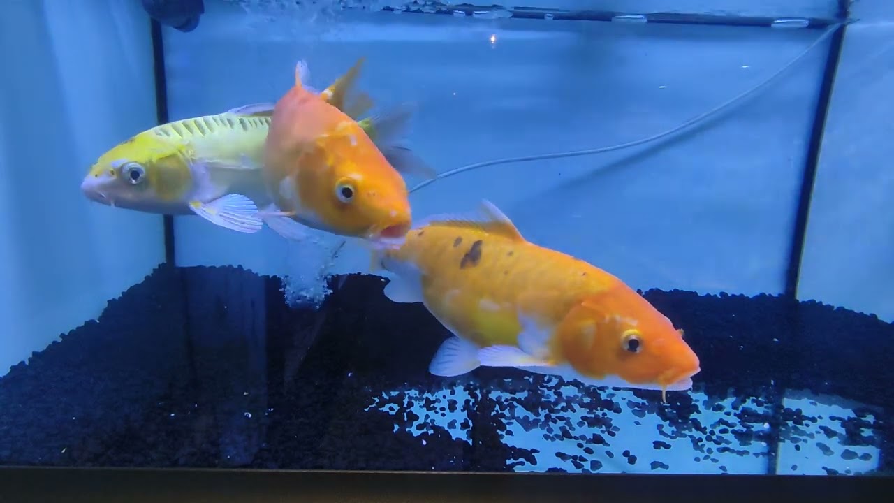 MY 3KOI fish/ singing birds 