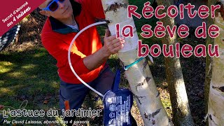 Récolter la sève de bouleau - Astuce de jardinier