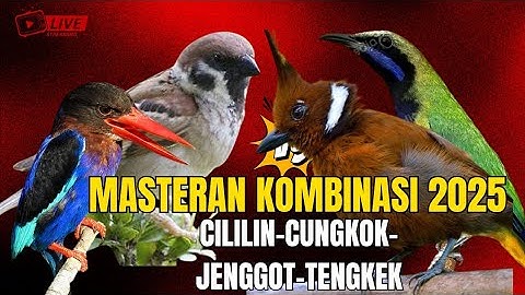 MASTERAN BURUNG JUWARA!!!  CUNGKOK - KINOI - JINGJING - KHASSS MENJERIT LAYAKNYA MESIN JAHIT