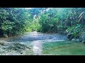 Calm Work Vibes with River Sounds and Gentle Birdsong