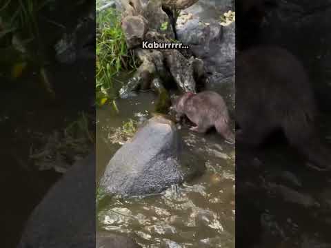 Kasih temen baru?🦦🦦