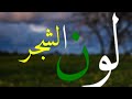 لون الشجر غيث صباح ريمكس عربي بطيئ لون الشجر غيث صباح ريمكس عربي بطيئ