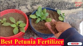 Best fertilizer for Petunia plant | petunia flowering booster fertilizer | Fertilizer for petunia