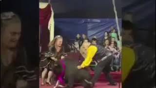 A 'performing bear' went wild and attacked its trainer at a Russian circus?#shockingfootage