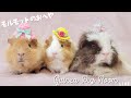 モルモット部屋配信 Guinea pig room live 🐹【ライブカメラ】