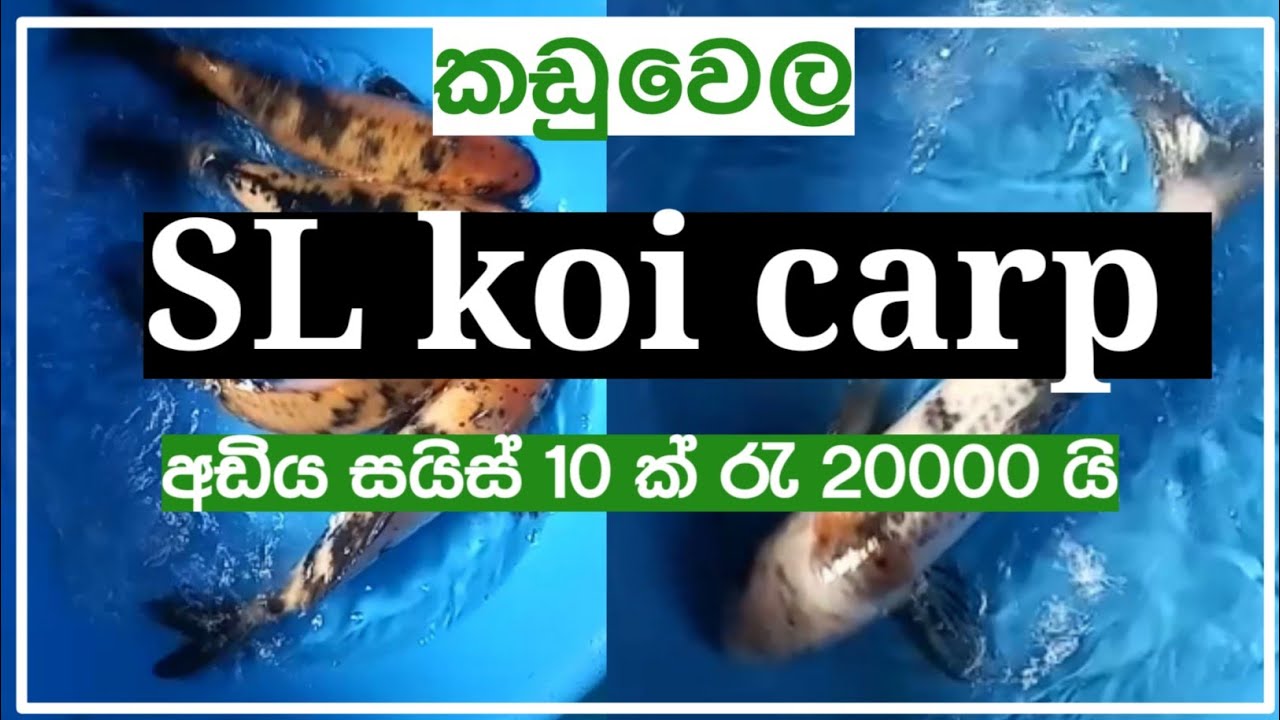 Koi Carp Fish Price In Sri Lanka 15 Japanese Koi Fish In Sri Lanka koi-carp-fish-price-in-sri-lanka-15-japanese-koi-fish-in-sri-lanka