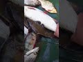 #рыбалка #весенняяохота #fishing #природа #тайга #та #готовканаприроде #домашниеделикатесы #волга