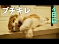 先住猫が新入り子猫にブチギレた[4日目]