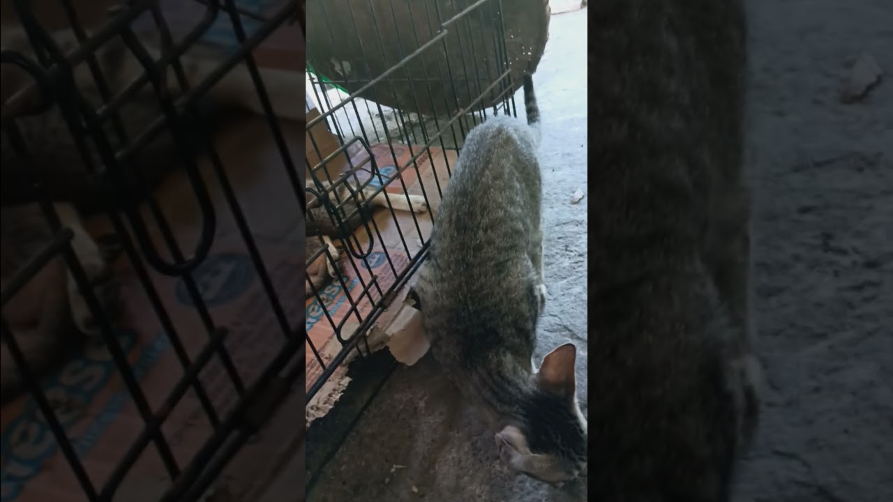 he want to hug his sister