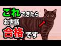 猫を大切にする最高な飼い主の特徴9選を獣医師が解説します
