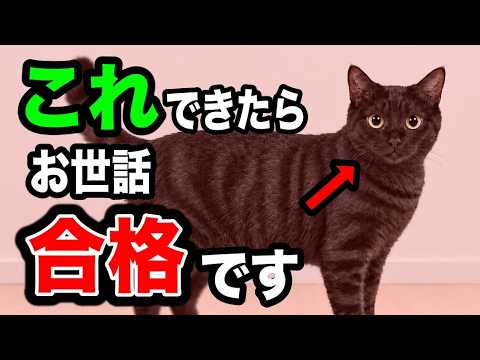 猫を大切にする最高な飼い主の特徴9選を獣医師が解説します