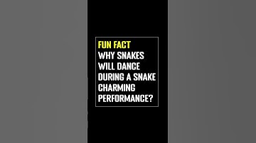 Thumbnail of Why Snakes Will Dance During A Snake Charming Performance? #shorts #shortvideo #snake #snakecharmer