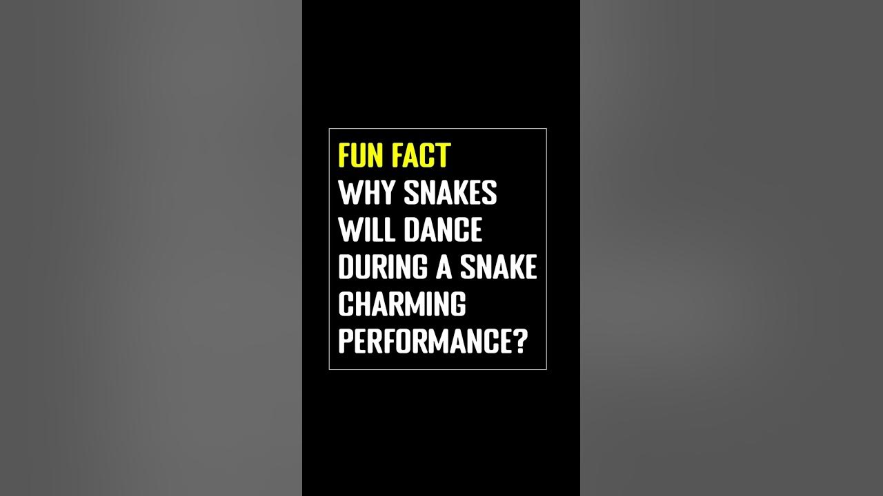 Why Snakes Will Dance During A Snake Charming Performance? #shorts #shortvideo #snake #snakecharmer