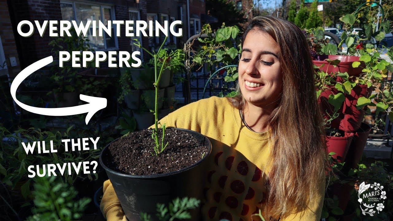 Overwintering Peppers Gardening Tips Mari's Garden & Kitchen {New