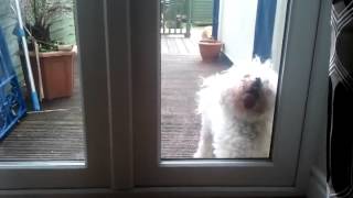 Funny dog ( window licker)