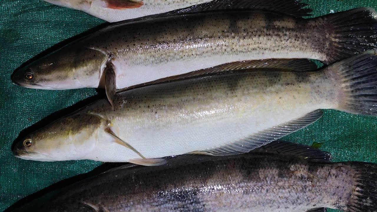 Malbar snakehead 🎣 hunting, 2nd time casting 